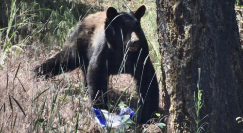 Lake Country exploring options for fines and bylaw to deter wildlife attractants